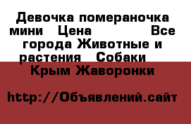 Девочка помераночка мини › Цена ­ 50 000 - Все города Животные и растения » Собаки   . Крым,Жаворонки